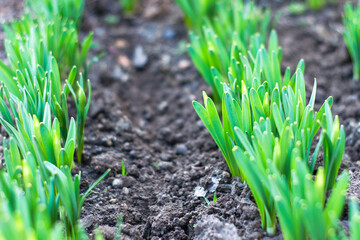 Fototapeta premium green shoots of daffodils in the garden in spring