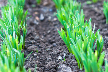 green shoots of daffodils in the garden in spring