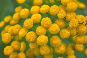 Yellow herb tanacetum vulgare on background leaf close-up.