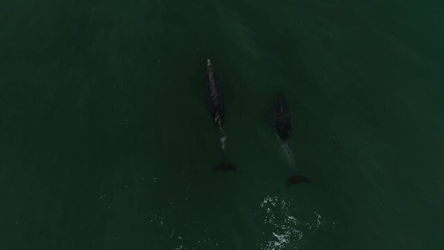 Top-down aerial drone shot of Dolphins in the English Channel, Half-Speed slow motion of surfacing ad breathing from above. Intelligent marine wildlife animal. 60fps, green water background dolphins.