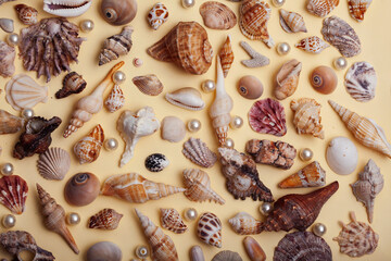a lot of different empty sea shells on yellow background, macro details