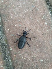 dark blue beetle with metallic sheen Meloe proscarabaeus