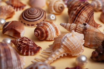a lot of different empty sea shells on yellow background, macro details