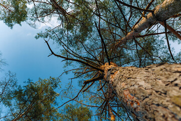 forest trees nature green wood sunlight backgrounds