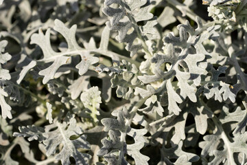 Closeup silver curved leaves. Latin name - Jacobaea maritima
