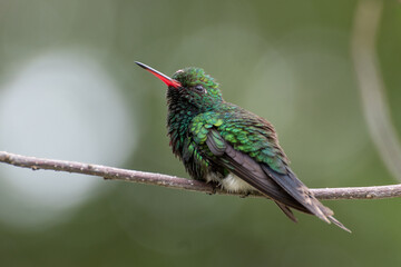 Peaceful and pretty wild hummingbird posing on a twig of a tree. Cute hummingbird turned around and staring at the camera