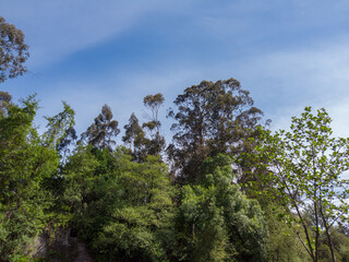 Looking up in a green tree forest at sunny spring day. Amazing Portuguese green forest. Untouched spruce.