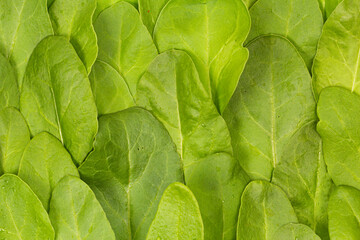 Fresh Spinach texture background stock photo