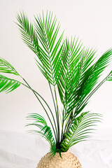 palm decorative house plant modern 