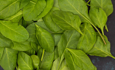 Spinach series on white background