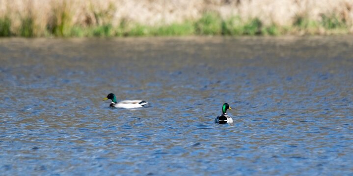 view of mallard duck on a lake
