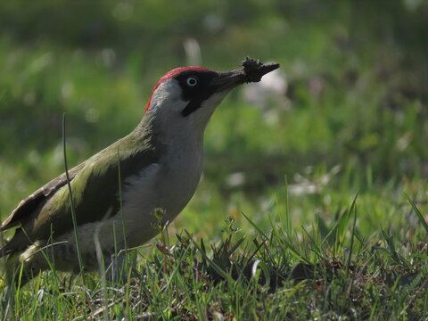 Green woodpecker (Picus viridis) standing on a grassy surface making eye contact with the camera in an interesting pose. Beautiful bird during a sunny day of spring.