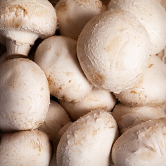 mushroom group top view fullscreen square format