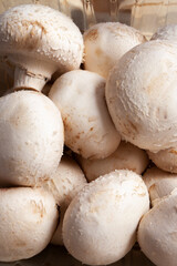 mushroom group top view fullscreen vertical format