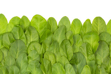 Close up of fresh green spinach isolated on white background