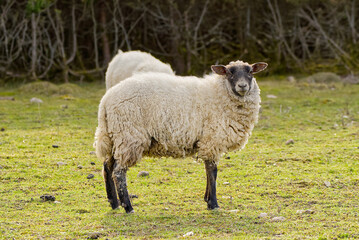 Sheep eating fresh grass. unshorn sheep in a spring field. Sheep looking to camera, Farming, free grazing concept, autumn field