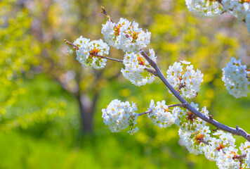 Obraz premium Blooming tree in spring with white flowers - Spring time with cherry blossoms