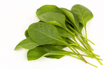 Young Spinach Leaves stock photo