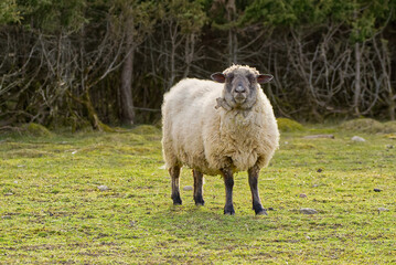 Sheep portrait. unshorn sheep in a spring field. Sheep looking to camera, Farming, free grazing concept, autumn field