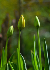 Buds of yellow tulips in the garden in early spring, sunny location,  vertical orientation.