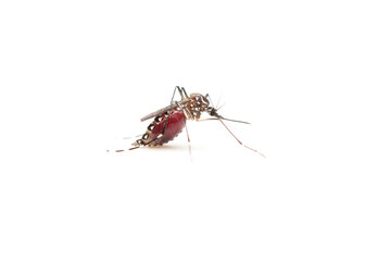Mosquito on white background.