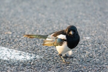 portrait of Eurasian Magpie in the wild