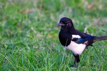 portrait of Eurasian Magpie in the wild