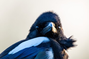 portrait of Eurasian Magpie in the wild