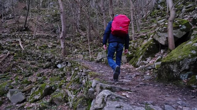 Male tourist with red rucksack hiking in the beautiful Harz Mountains near Thale (Saxony-Anhalt) in central Germany. Green moss covered rocks and bald trees are everywhere. Idillic winter scene in 4k.