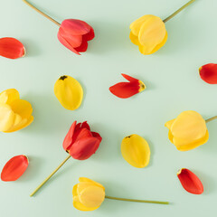 Red and yellow tulip flowers and petals on a mint green background. Minimal spring concept. Flat lay.