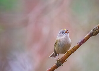 Fototapeta premium The Goldcrest, Regulus regulus, is a very small passerine bird in the kinglet family