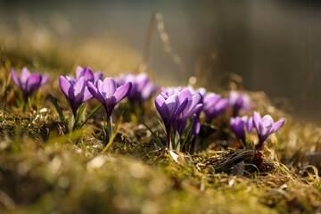 Spring in Norway