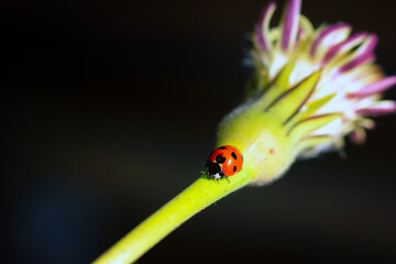ladybird on a flower