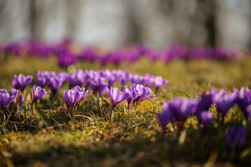 Naklejka premium Spring in Norway