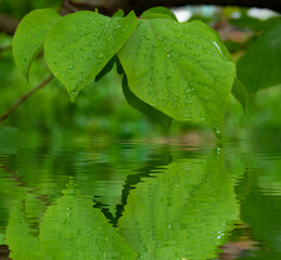 Plakat leaves reflected with mirror effect on the water