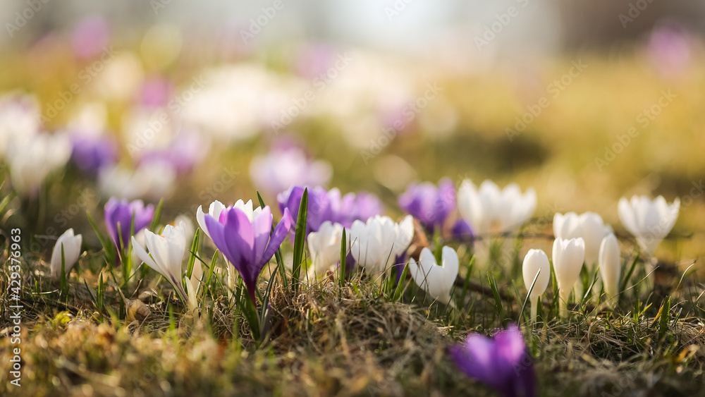 Sticker Crocus plantation