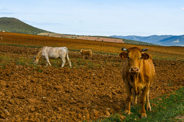 Cows grazing in the field, Ciudad Real, Castilla La Mancha, Spain