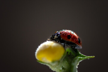ladybird on a flower
