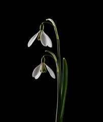 Spring Snowdrops isolated on black background.