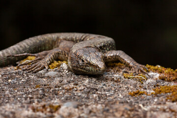 Lizard sunbathing on the stone. The Madeiran wall lizard (Teira dugesii)- an endemic species of the Madeira Archipelago, Portugal