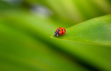 ladybug on green leaf