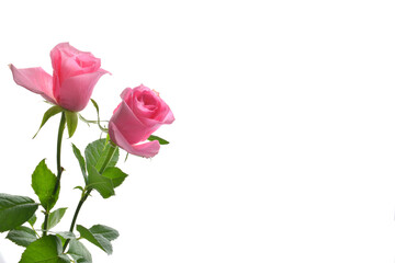 Pink roses on a white background