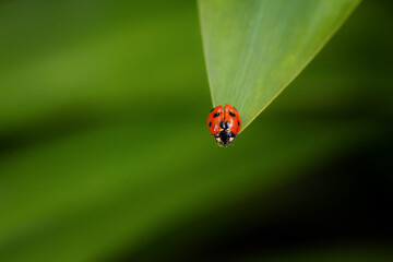 Obraz premium ladybird on a leaf