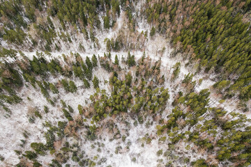 Aerial view of forest and winding road in Riezupe river nature park in winter day, Latvia. 