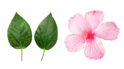 Pink Hibiscus flower and leaves on a white background.