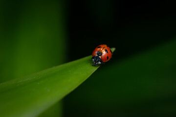 Fototapeta premium ladybug on leaf