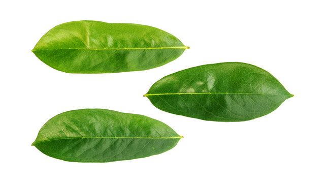 Green Soursop leaves on a white background.