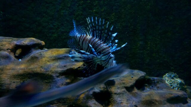 Pterois volitans or zebrafish is a venomous coral reef fish in the family Scorpaenidae, order Scorpaeniformes