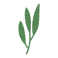 Eucalyptus leaves, tree branch, green color illustration isolated on white. Vector