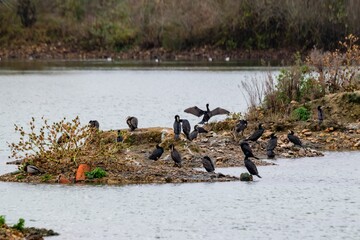 Colony of great cormorant on a lake